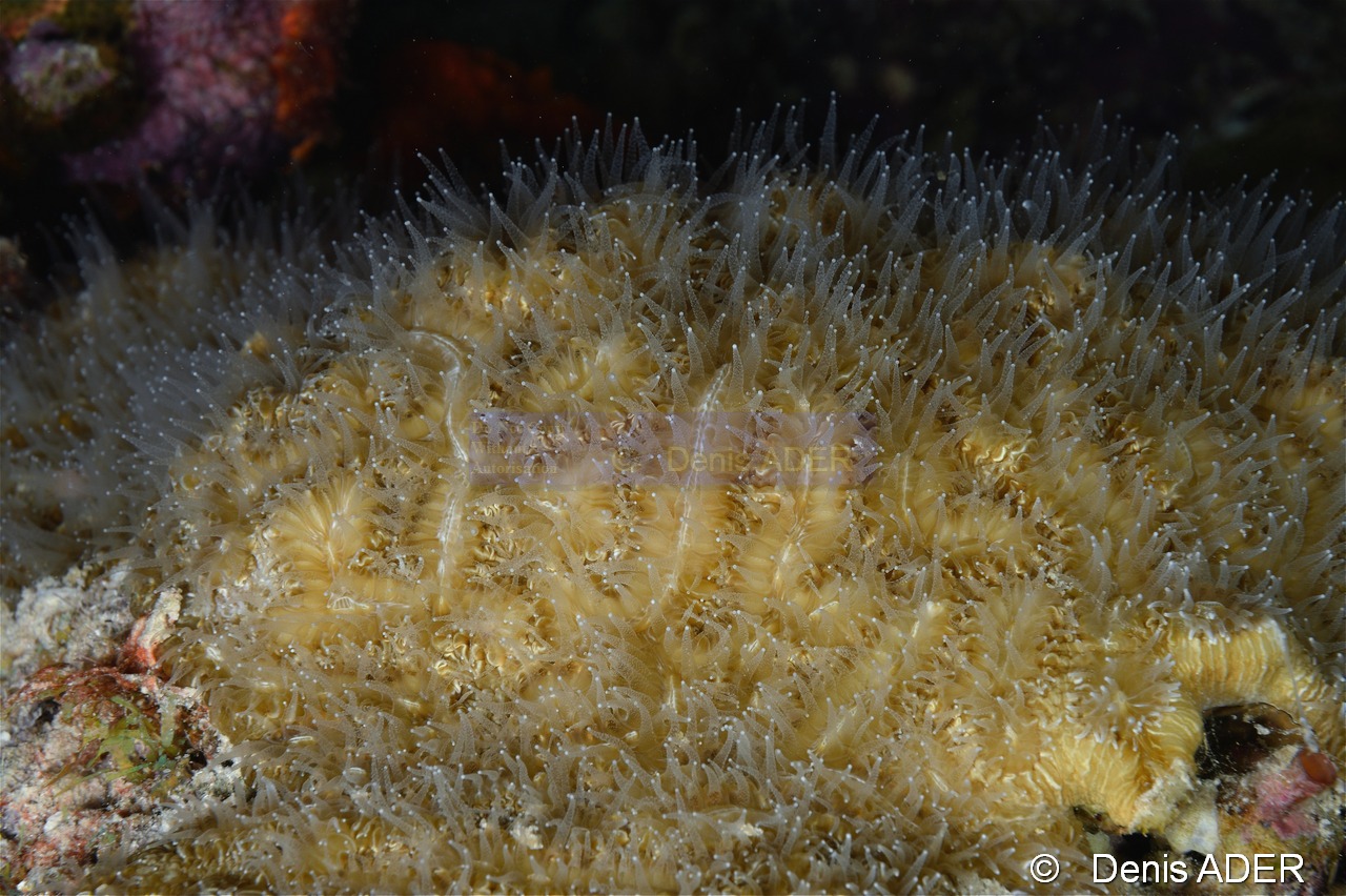 Meandrina-meandrites nuit corail a meandres-Bonaire Buddy Reef-18m-20180222nuit-Denis-ADER-DSC_7598_tn.jpg
